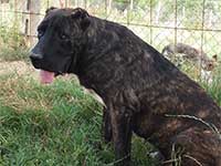 cane corso rustic